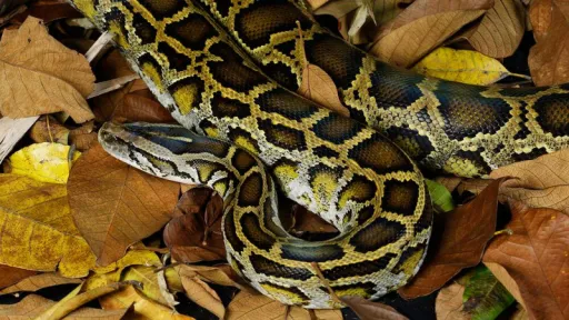 Image for article 5 Snake-Themed Things to Do to Ring in the Year of the Snake