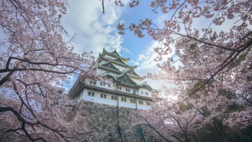 Image for article Cherry Blossom Japan Forecast 2025: When & Where to See Sakura