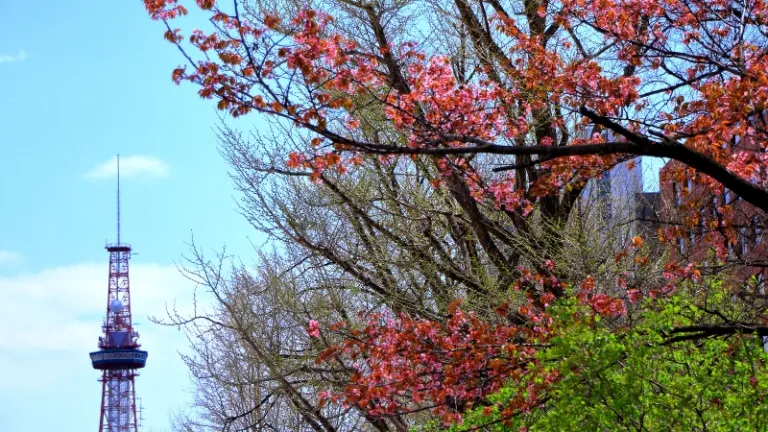 cherry blossom in sapporo, hokkaido