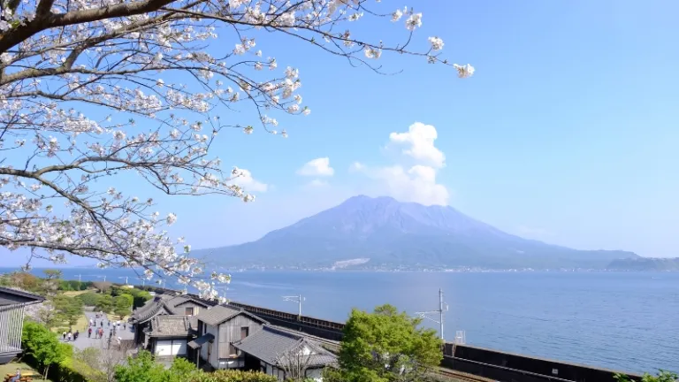 cherry blossom in kagoshima