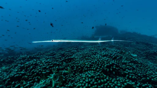Image for article The World’s Largest Coral You Can Actually See from Space