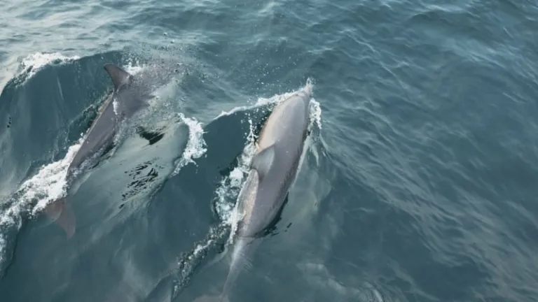 dolphins in nelson bay