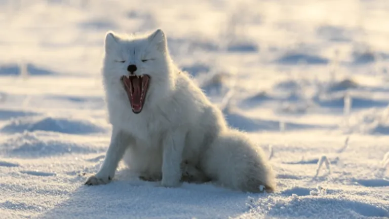 arctic fox in the snow