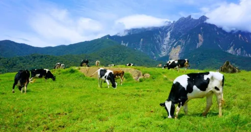 Image for article Family-Friendly Activities in East Malaysia for a Memorable Trip!