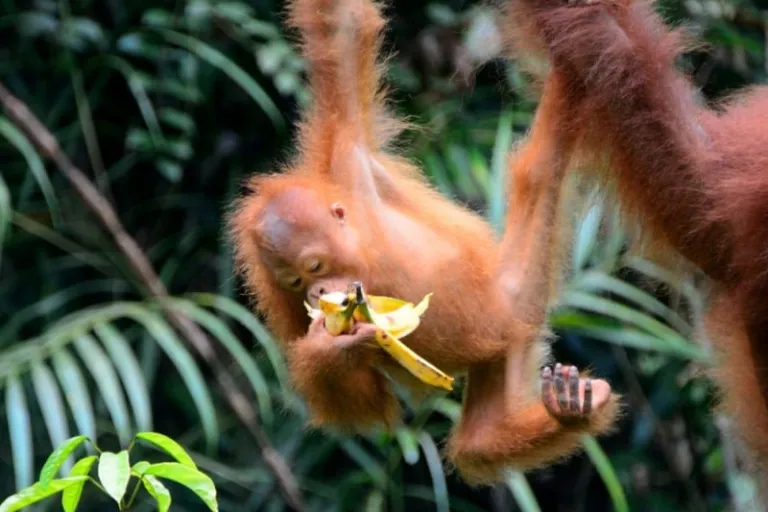 family-friendly sabah sarawak