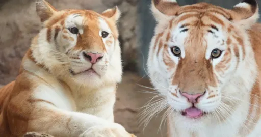 Image for article Thailand’s Chiang Mai Night Safari Shows Off Adorable and Rare Golden Tiger Cubs