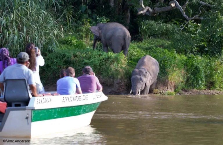 kinabatangan river elephants
