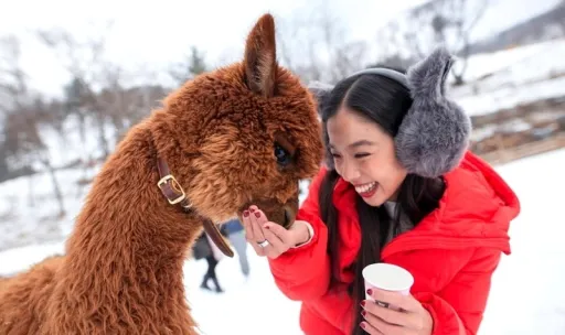 Image for article All the Exciting Things to Expect in Gangwon Province — South Korea’s Winter Wonderland!