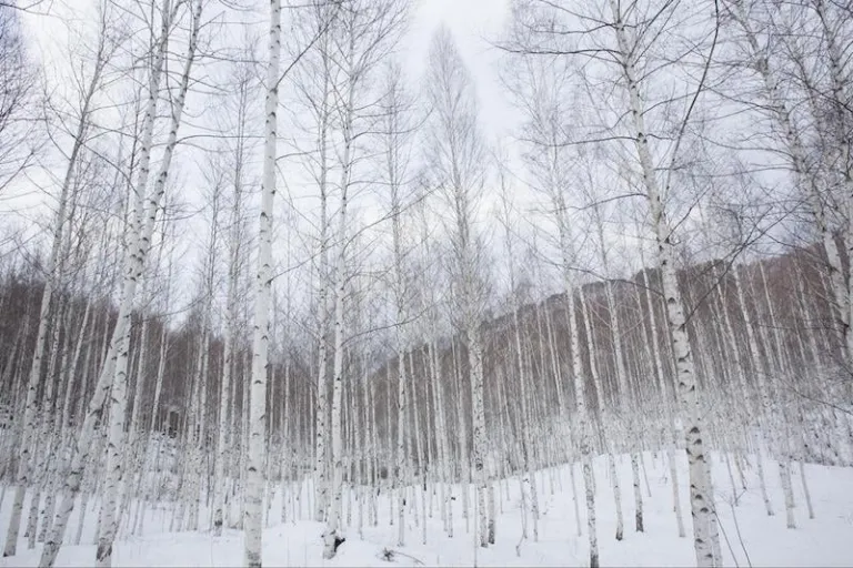 Winter scenery in Gangwon Province