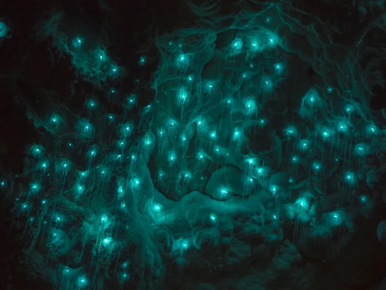 Glowworms in Waitomo Caves
