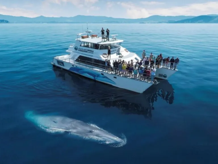 Whales in Auckland