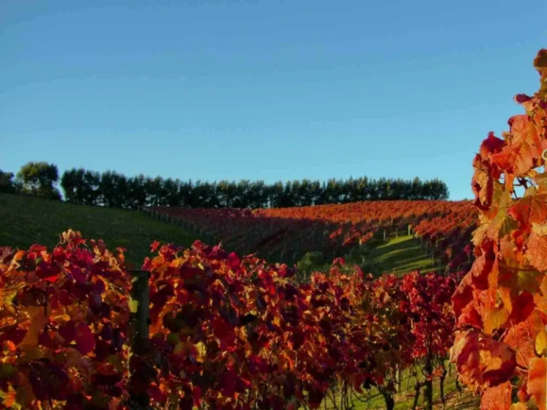 places to visit in auckland