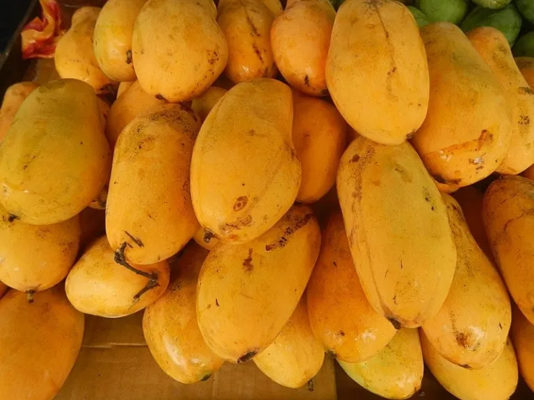 guimaras mangoes
