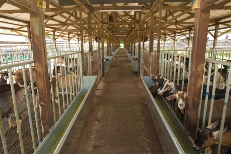 fun things to do in singapore