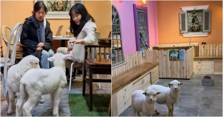 themed cafes in seoul