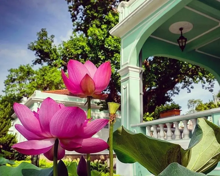 macau lotus