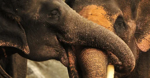 Image for article 9 Ethical Animal Sanctuaries That You Can Visit in Thailand