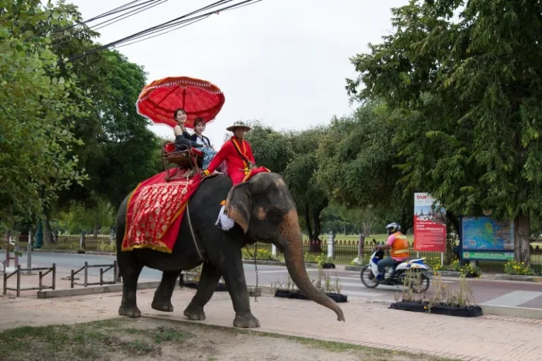elephant rides in thailand