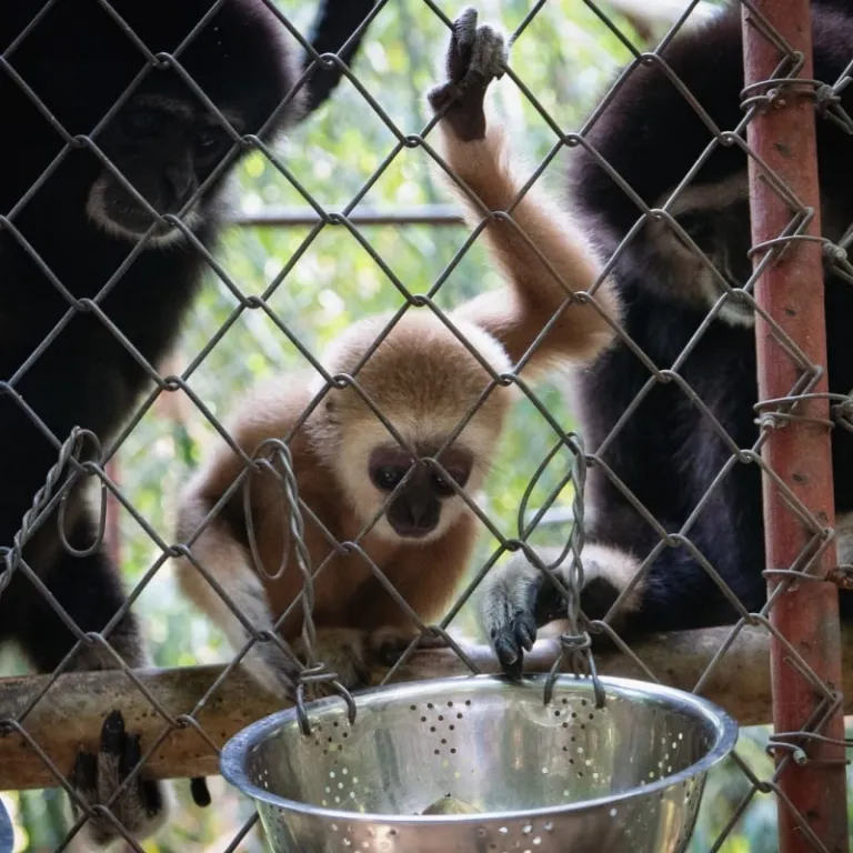gibbon rehabilitation in phuket
