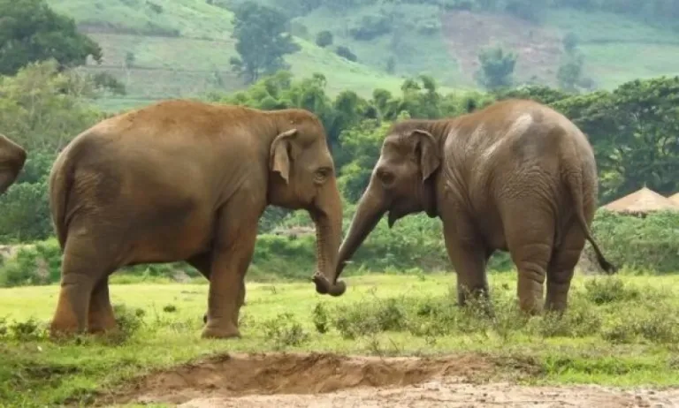 elephant nature park