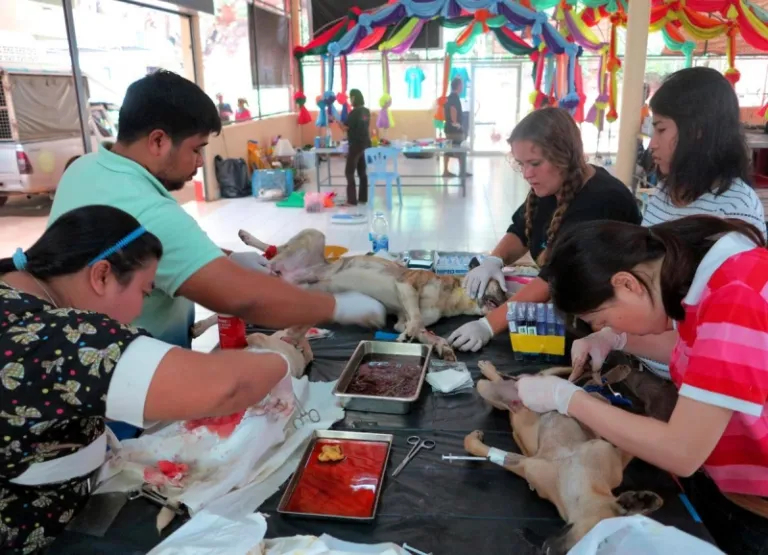 lanta animal welfare koh lanta