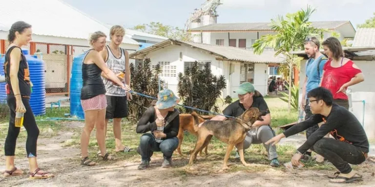 soi dog foundation in phuket