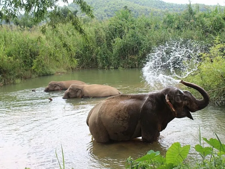 Boon Lott's Elephant Sanctuary
