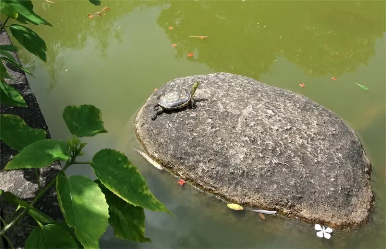 turtle in a pond outside the Casa Garden