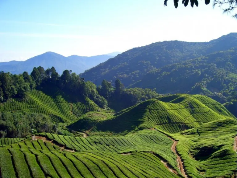 cameron highlands