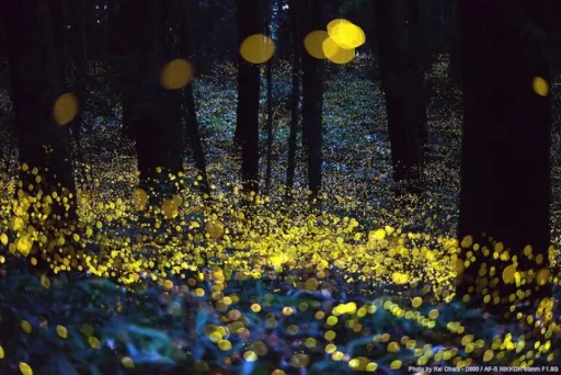 Image for article Muju Firefly Festival: A Night Spectacle You Have to Witness in Korea