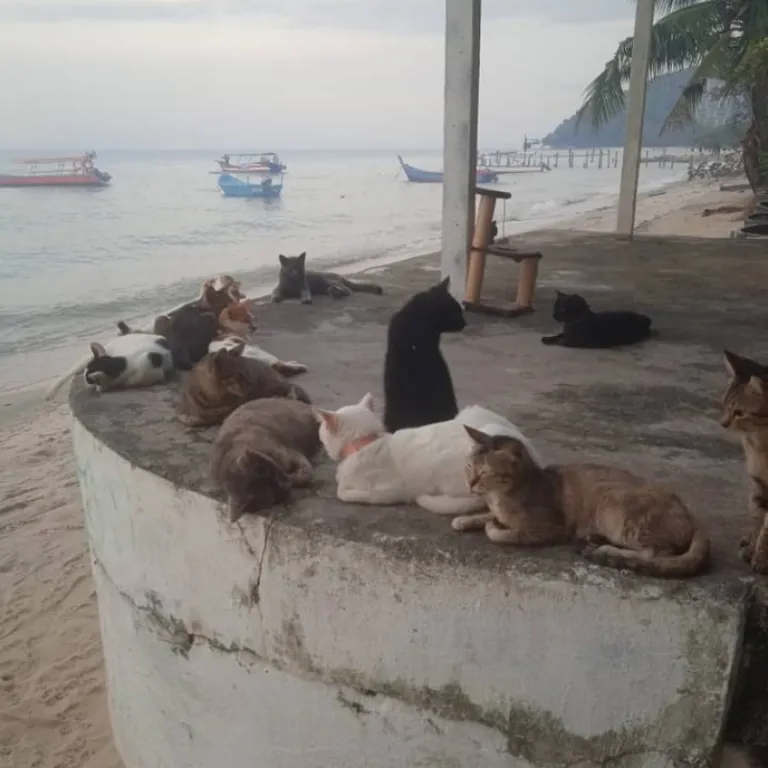 cat beach sanctuary penang