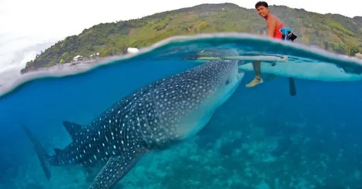 Image for article Controversial Philippine Attractions You Must Be Aware Of