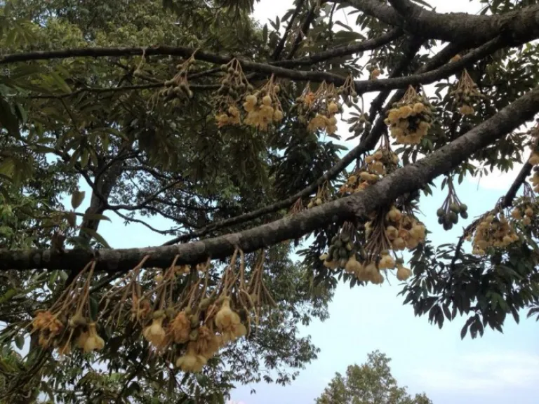 Jimmy’s Durian Orchard