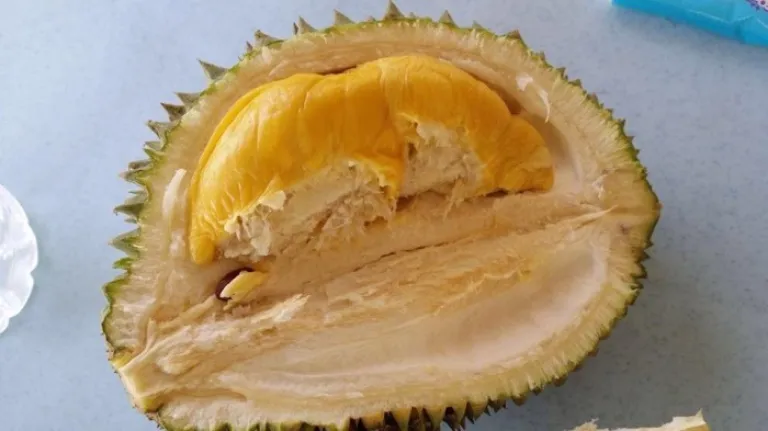 1Malaysia Musang King Durian Orchard Farm