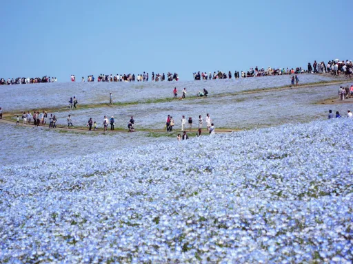 Image for article Hitachi Seaside Park: Visit This Sea of Blue Flowers in Japan in Spring