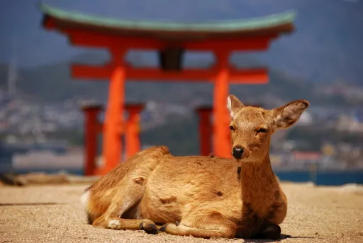 Image for article 10 Islands With Adorable Animals You Can Visit