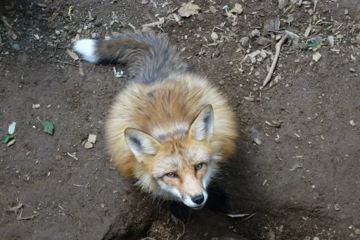 Image for article Zao Fox Village Guide: Japan’s Famous Fox Village