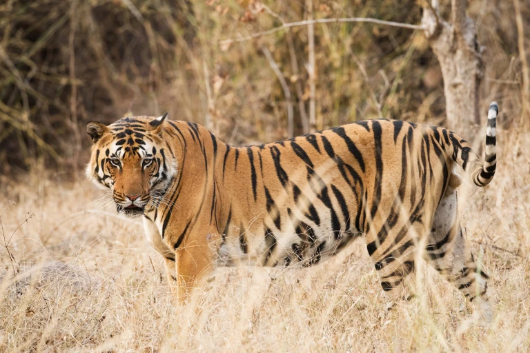 Tiger spotted in Bandipur