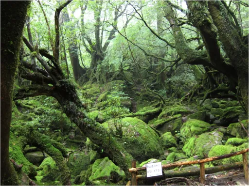 Image for article Trekking in Yakushima, the Mystical Forest Gem of Japan