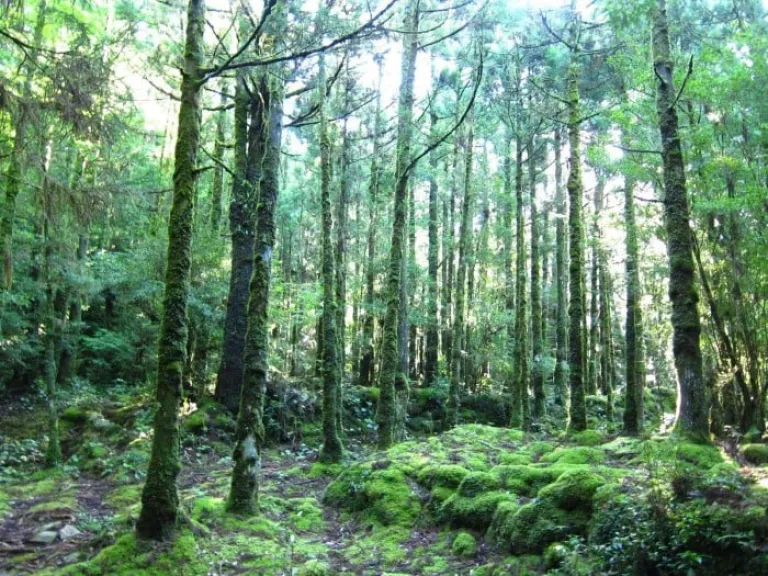 trekking yakushima mystical forest japan