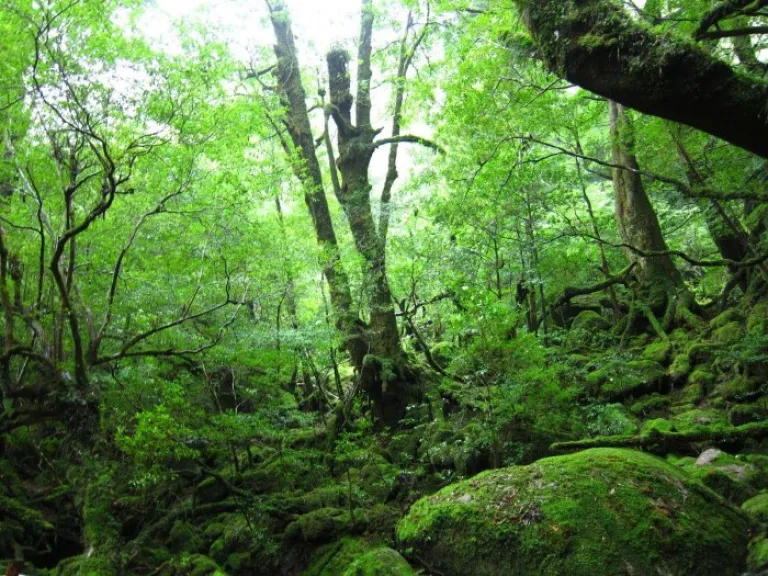 Yakushima Forest