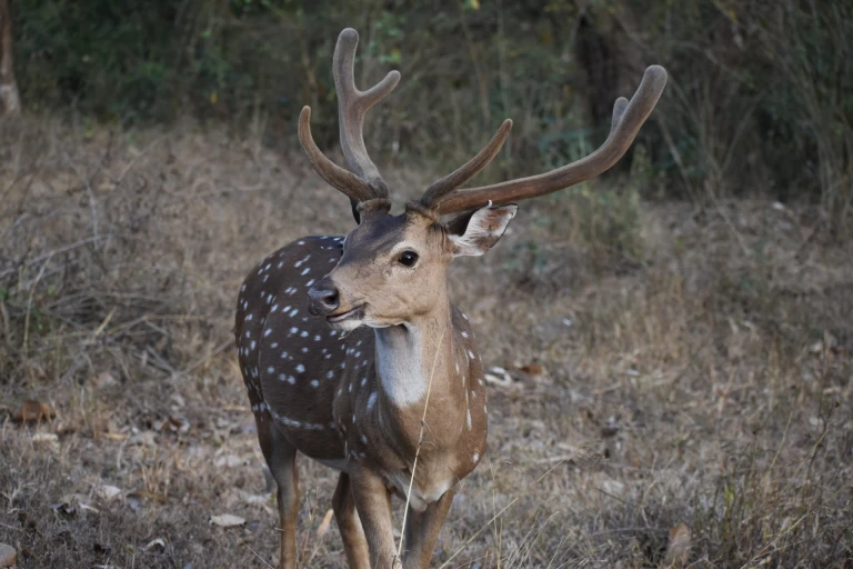 Spotted Deer