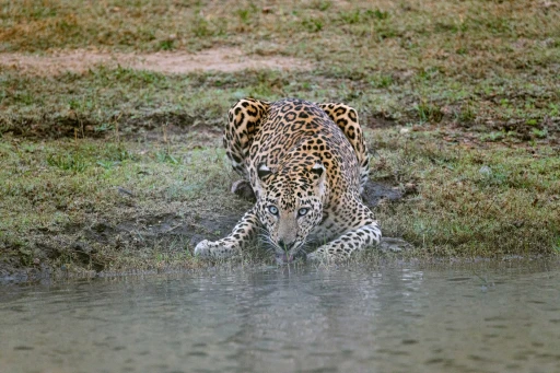 image for article Planning a Kabini Trip: Tips and Tricks for a Memorable Experience