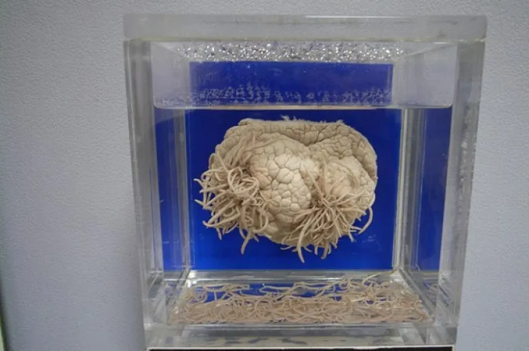 weird museum in asia