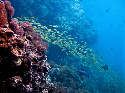 Image for article 10 Best Scuba Diving Spots in Southeast Asia (2025)