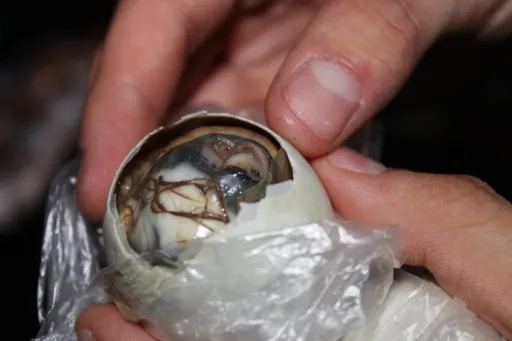 Image for article 11 Bizarre Filipino Foods to Try – If You Dare