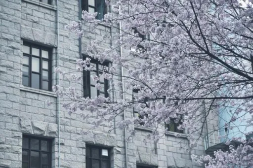 Image for article In Pictures: Best of Cherry Blossoms in Seoul