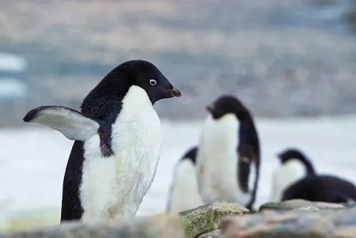 Image for article There’s “Summer” in Antarctica and That’s the Best Season to Visit