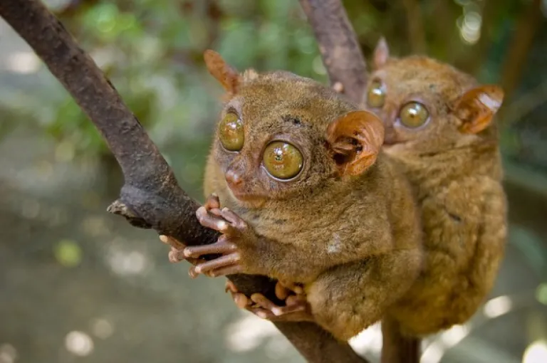 Bohol Tarsiers