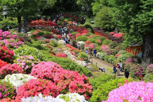 Image for article Japanese Azaleas Start to Bloom as Cherry Blossoms Bid Goodbye